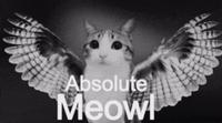 Absolute Meowl