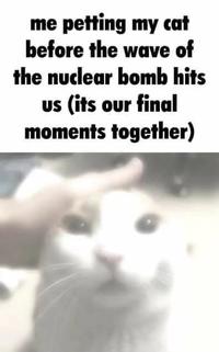 me petting my cat before the wave of the nuclear bomb hits us (its our final moments together)
