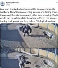 Mystery Chronicle @786 Zoo staff tracked a terrible smell to two playful gorilla brothers. They'd been catching skunks and hiding them, then using them to scare each other into spraying. Each would run to safety while the other suffered the stink- turning their prank war into full-on "biological warfare.
