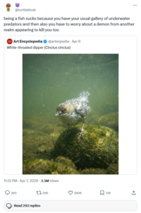 @turtlekiosk being a fish sucks because you have your usual gallery of underwater predators and then also you have to worry about a demon from another realm appearing to kill you too Art Encyclopedia @artenpedia. Apr 6 White-throated dipper (Cinclus cinclus) 11:12 PM - Apr 7, 2026 - 3.5M Views 293 125K Read 293 replies 260K 13K <]