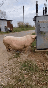 pig electrocuted by transformer gif
