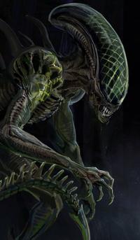 Grid xenomorph 