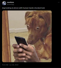 reactions @reactjpg dog looking at phone with human hands shocked look 11:23 AM - Jun 28, 2022