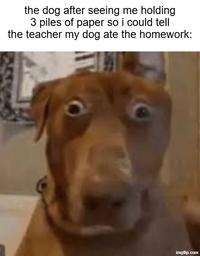 the dog after seeing me holding 3 piles of paper so i could tell the teacher my dog ate the homework: imgflip.com