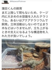 @MazeranPickman 蒲田くんの飼育 まだ上陸して間もないため、 ケージ 内に大きめの水容器を入れたテラリ ウム、あるいはアクアテラリウムで 飼育。立体活動はしないので止まり 木などはいりませんが、 立ち上がる ときの支えになるような構造物を入 れた方が良いでしょう。