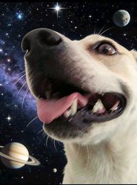 My dog made this pose when i took a photo of it so i edited it | /r/dogelore