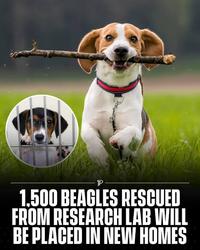 P 1,500 BEAGLES RESCUED FROM RESEARCH LAB WILL BE PLACED IN NEW HOMES