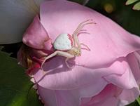 Goldenrod crab spider