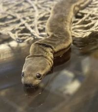 Elephant trunk snake