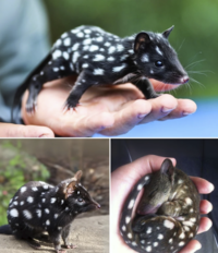 Tiger Quoll