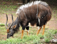 Nyala