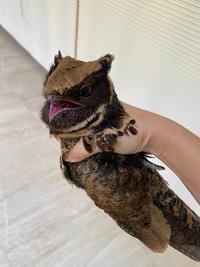 Great eared nightjar