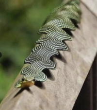 The Paradise flying snake