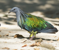 Nicobar pigeon