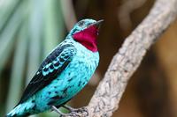 Spangled cotinga