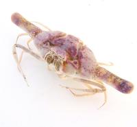 Lollipop crab
