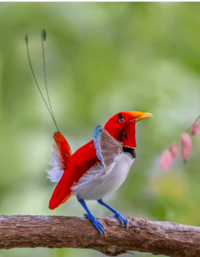 The King bird of paradise