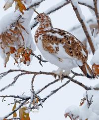 Willow Ptarmigan