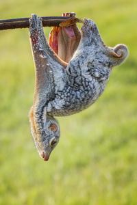 A colugo, flying lemur