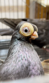 Budapest short faced tumbler pigeon