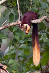 The Indian giant squirrel