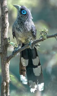 Blue faced malkoha