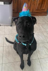 Professional birthday boy