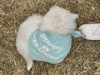 PUPPY TRAINING