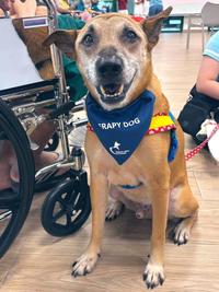 FRAPY DOG THERAPY DOGS