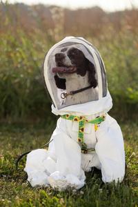 She sniffs out bacteria that's bad for bees