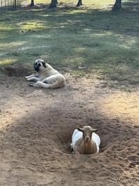 She dug that hole for her