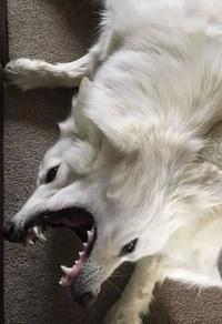 Biblically accurate dog