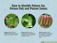 How to Identify Poison Ivy, Poison Oak and Poison Sumac Poison ivy has three leaflets on each leaf and grows as a bush or vine. Poison oak has three leaflets on each leaf with rounded tips and grows as a shrub or vine. Poison sumac leaves have clusters of seven to 13 leaflets arranged in pairs and grows as a tree. wiki How to Identify Poison Ivy