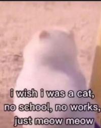597 i wish i was a cat, no school, no works, just meow meow
