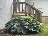 This hosta