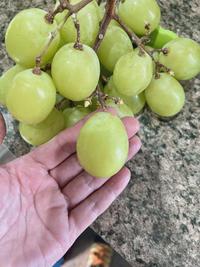 This grape