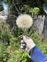 A dandelion