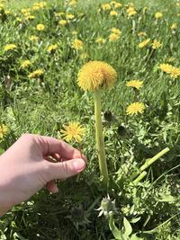 Another dandelion