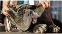 Dog jowls