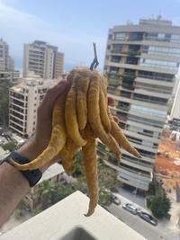 Buddah's hand