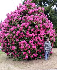 A rhododendron