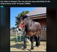 Say hello to Sebago! The vet said she may potentially be the largest living mule. 19 hands 2100lbs. Mule