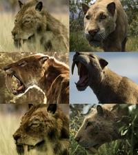 Impossible pictures Smilodon 
