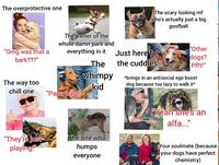 The overprotective one The scary looking mf who's actually just a big goofball alamy alamy The owner of the whole damn park and "Other "Omg was that a everything in it Just here for dogs? bark???" The the cuddles Pfft!" whimpy The way too kid *brings in an antisocial ego boost dog because too lazy to walk it* chill one "Papa halp" "They're just playing!" "Yeah she's an alfa..." The one who humps everyone Your soulmate (because your dogs have perfect chemistry)