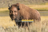 bison@6000