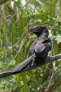 Groove billed ani