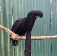 Long-wattled umbrellabird