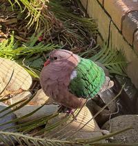 Common emerald dove