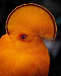 Rupicola peruvianus