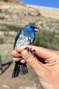 Lazuli/indigo bunting hybrid